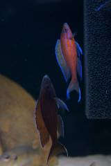 Paracyprichromis nigripinnis blue neon chituta f1