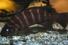 Neolamprologus cylindricus