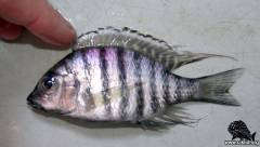 Placidochromis communis