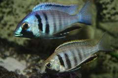 placidochromis electra