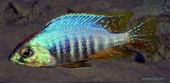 Placidochromis sp. jalo