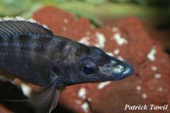 Placidochromis platyrhynchos