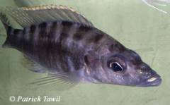 Placidochromis platyrhynchos