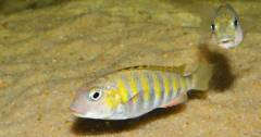 Pseudosimochromis babaulti