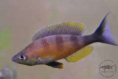 cyprichromis zonatus