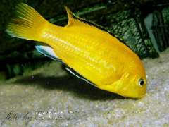 Labidochromis caeruleus 'yellow'