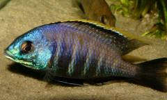 Placidochromis sp. 'blue otter'