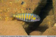 Pseudosimochromis babaulti