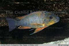 Petrochromis sp. 'macrognathus rainbow'