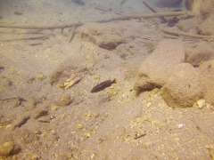 Melanochromis baliodigma