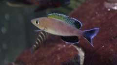 Cyprichromis. sp. "leptosoma jumbo" Isanga/Kapembwa