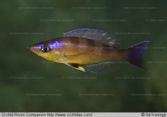 Cyprichromis sp. 'kibishi'
