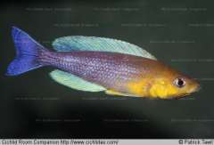 Cyprichromis sp. 'dwarf jumbo'