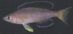 Cyprichromis sp.” Jumbo Kekese” черноплавничная форма, район Kalugunga