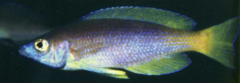 Cyprichromis sp.” Jumbo Kekese” синеплавничная форма, район Кекезе