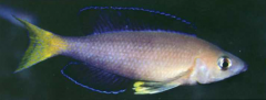 Cyprichromis sp.” Jumbo Kekese” черноплавничная форма, район Кекезе