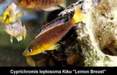 Cyprichromis sp. “leptosoma jumbo” Kapampa из района Kiku