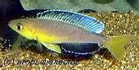 Cyprichromis sp. “leptosoma jumbo” Kapampa из района Лунангва