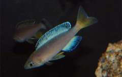 Cyprichromis sp. “leptosoma jumbo” Kapampa