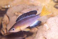 Cyprichromis sp. “leptosoma jumbo” Kapampa из района Кику