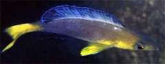 Cyprichromis sp. “leptosoma jumbo” Kapampa из района Тембве II