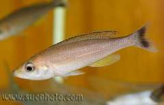 Cyprichromis sp. “leptosoma jumbo” Kapampa из района Камаконде
