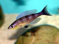Cyprichromis sp. Kibishi