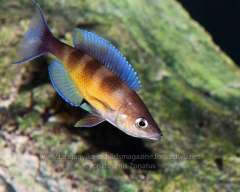 cyprichromis zonatus chituta