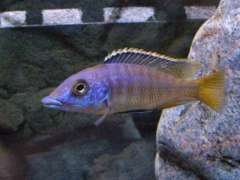 Mylochromis lateristriga