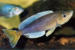 Cyprichromis sp. "jumbo kekese" (Karilani)