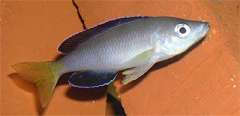 Cyprichromis sp.” Jumbo Kekese” черноплавничная форма