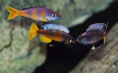 Cyprichromis sp. "leptosoma kitumba"