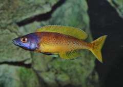 Cyprichromis sp. "leptosoma kitumba"