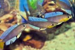 Cyprichromis sp. 'dwarf jumbo'