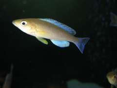 Cyprichromis leptosoma 'Kigoma'