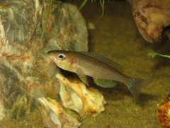 Cyprichromis leptosoma 'Kigoma'