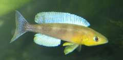 Cyprichromis leptosoma Kigoma,
