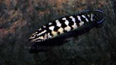 Julidochromis sp. Gombe