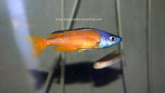 Cyprichromis sp. "Jumbo Kitumba"