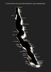 cyphotilapia карта