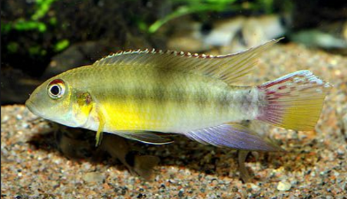 Pelvicachromis humilis.png