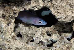 Cyprichromis leptosoma Mpulungu