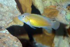 Telmatochromis sp. "dhonti orange"