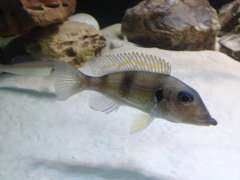 Gnatochromis (самка) WF