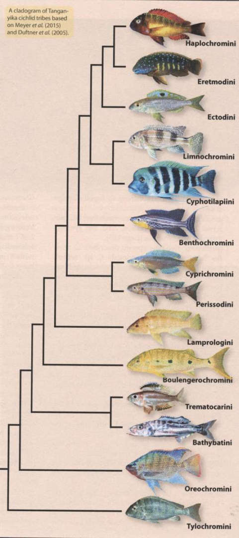 Taxonomy таксономия