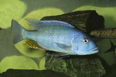 Buccochromis heterotaenia