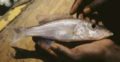 Pallidochromis tokolosh