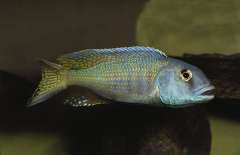Buccochromis lepturus