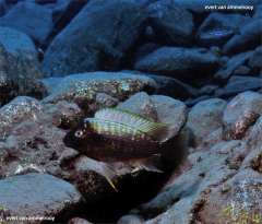 Petrochromis ephippium