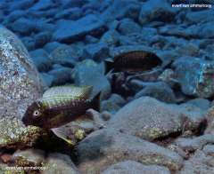 Petrochromis ephippium